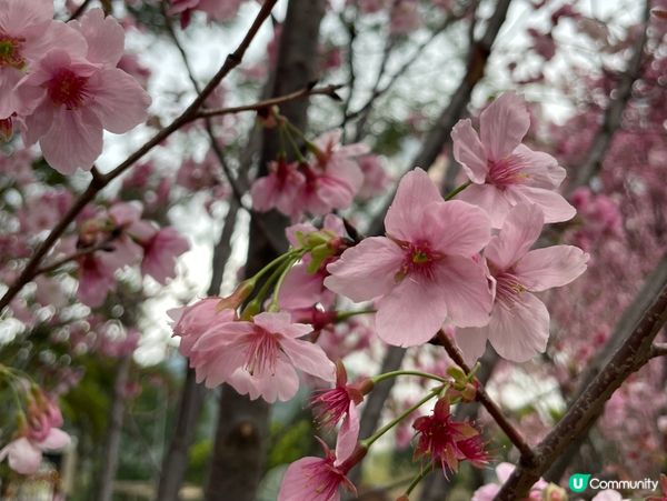 【沙田石門櫻花提早盛開】2026 香港櫻花|密集花海 沙田安...