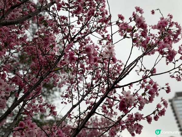 【沙田石門櫻花提早盛開】2026 香港櫻花|密集花海 沙田安...