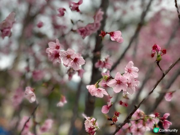 【沙田石門櫻花提早盛開】2026 香港櫻花|密集花海 沙田安...