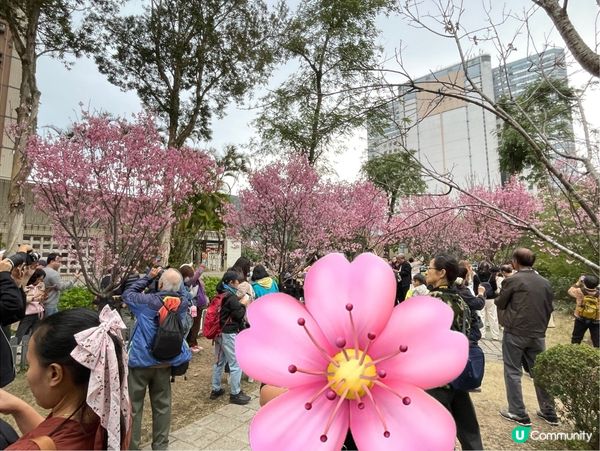 【沙田石門櫻花提早盛開】2026 香港櫻花|密集花海 沙田安...