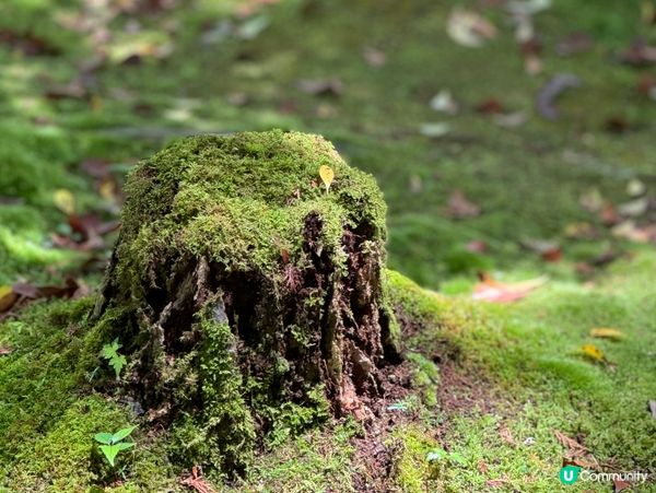 京都著名苔寺🌿禪意極濃💖