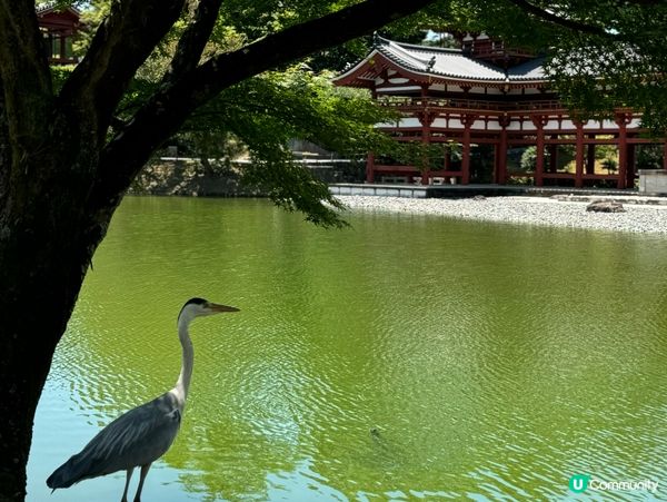 宇治平等院世紀美學✨鳳凰展翅🐦