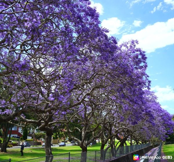 🇦🇺 悉尼紫色藍花楹