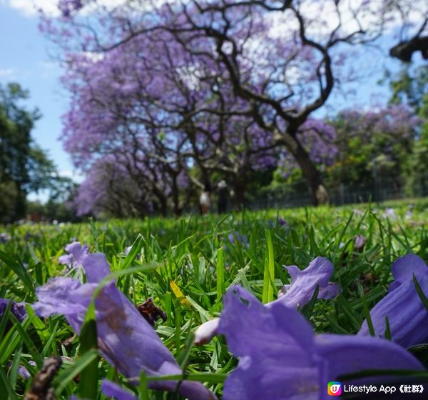 🇦🇺 悉尼紫色藍花楹