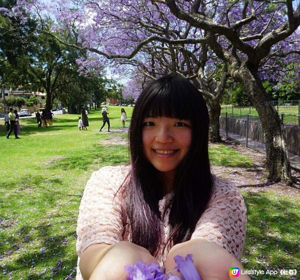 🇦🇺 悉尼紫色藍花楹