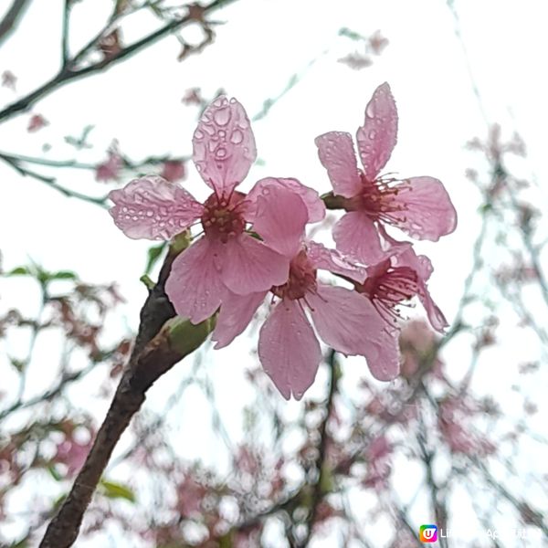 還記得🌸櫻花正開