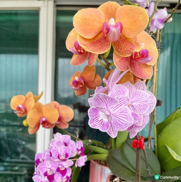 《蘭花》爭姸鬥麗·令人目不暇給