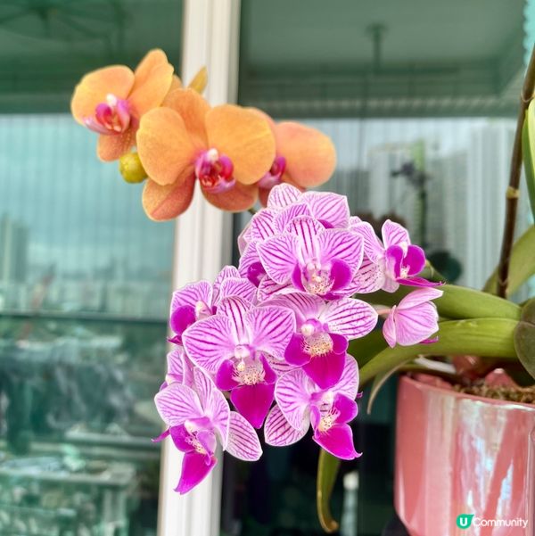 《蘭花》爭姸鬥麗·令人目不暇給