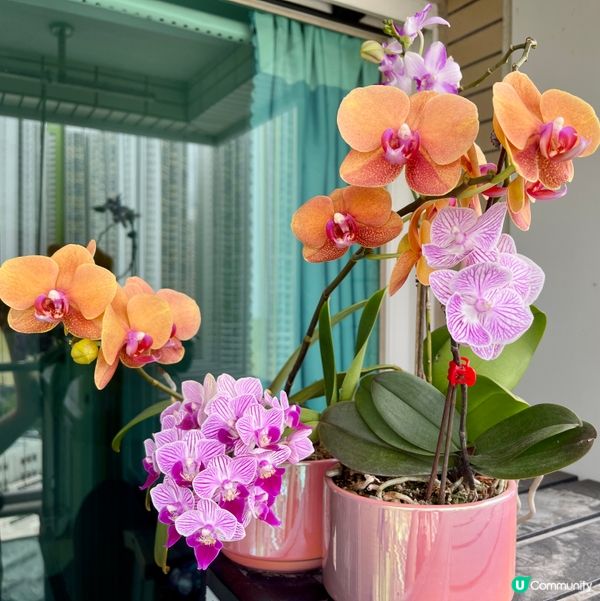 《蘭花》爭姸鬥麗·令人目不暇給