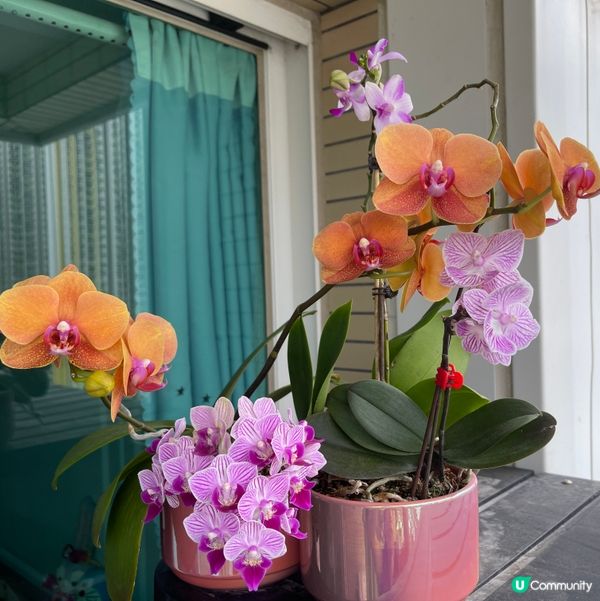 《蘭花》爭姸鬥麗·令人目不暇給