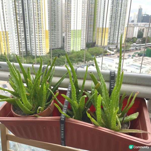 《蘭花》爭姸鬥麗·令人目不暇給