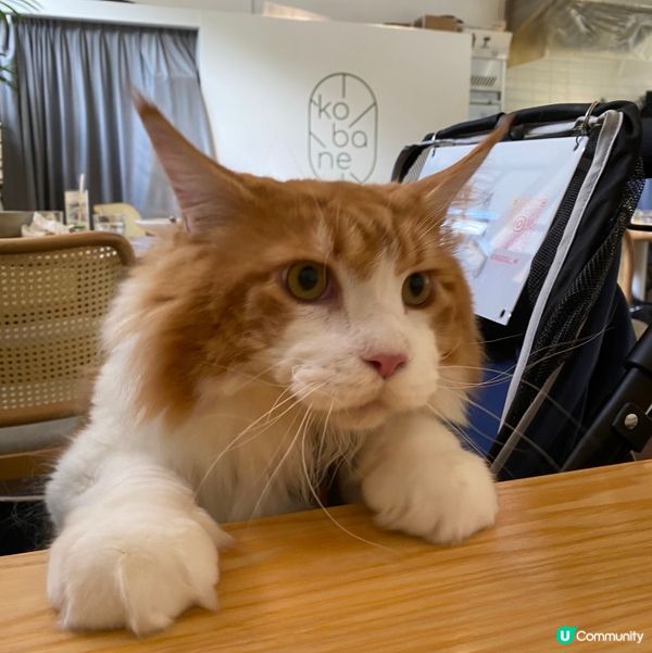 同爸爸媽媽一齊食Lunch❤️