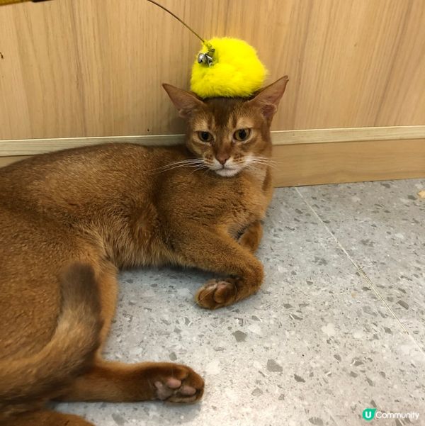 愛貓人士注意‼️全日自由出入貓貓互動店💗