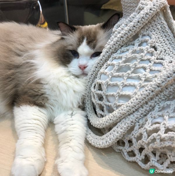 愛貓人士注意‼️全日自由出入貓貓互動店💗