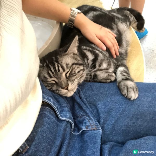 愛貓人士注意‼️全日自由出入貓貓互動店💗