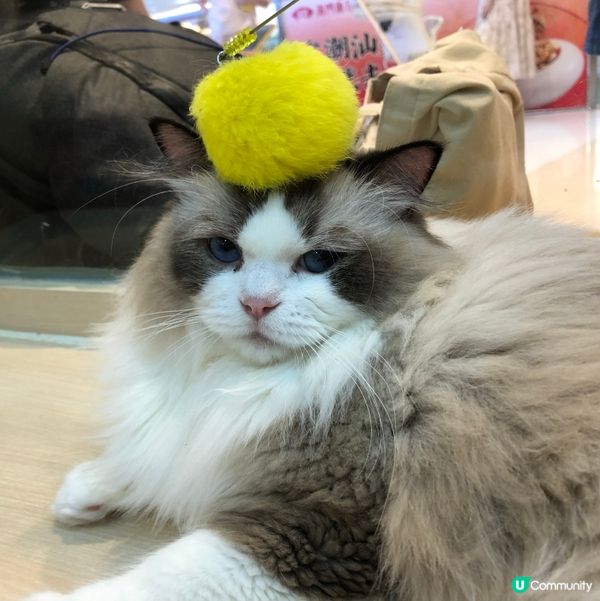 愛貓人士注意‼️全日自由出入貓貓互動店💗