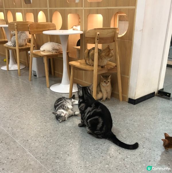 愛貓人士注意‼️全日自由出入貓貓互動店💗