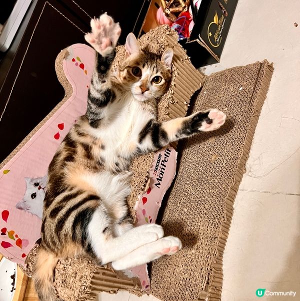 🐱：Hello🐾🐾山頂嘅朋友你好嗎？