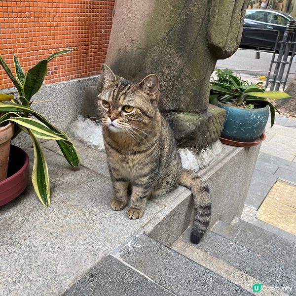 比貓貓嗰樣笑死我啦😝😝