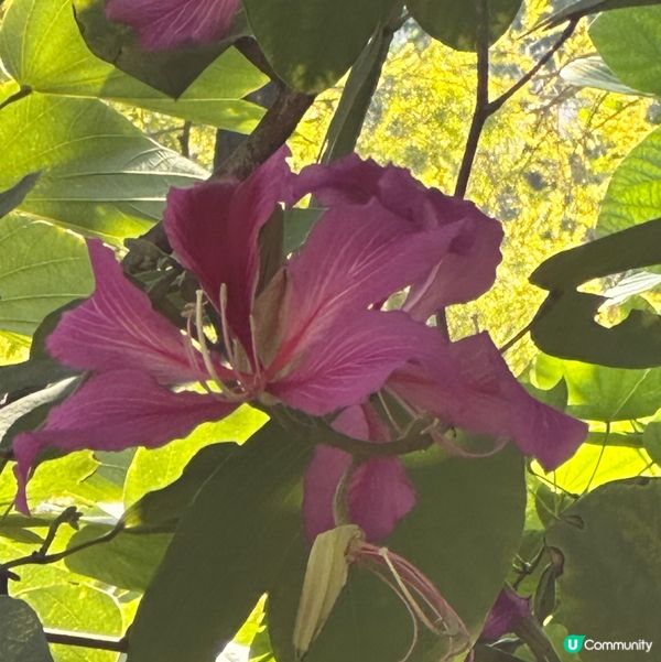 九龍公園研木徑洋紫荊