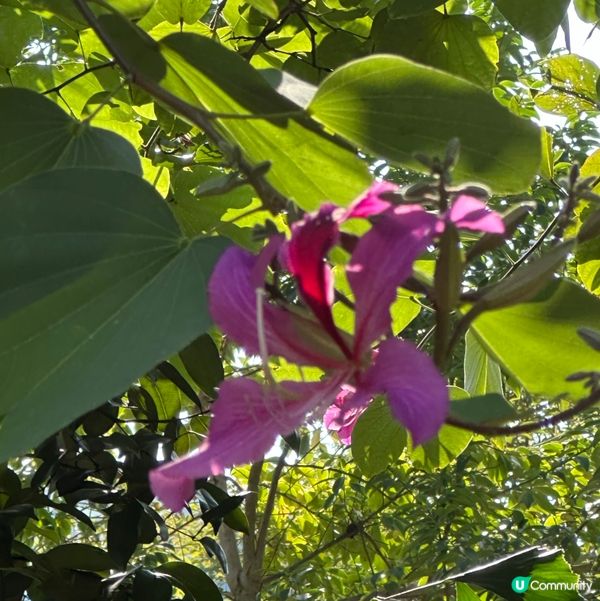 九龍公園研木徑洋紫荊