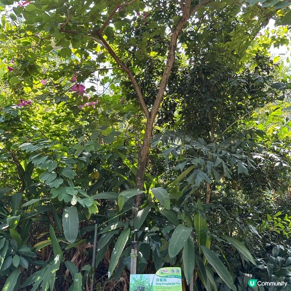 九龍公園研木徑洋紫荊