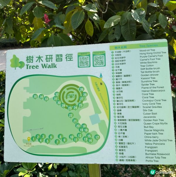 九龍公園研木徑洋紫荊