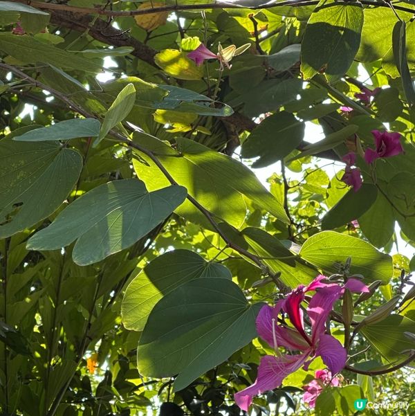 九龍公園研木徑洋紫荊