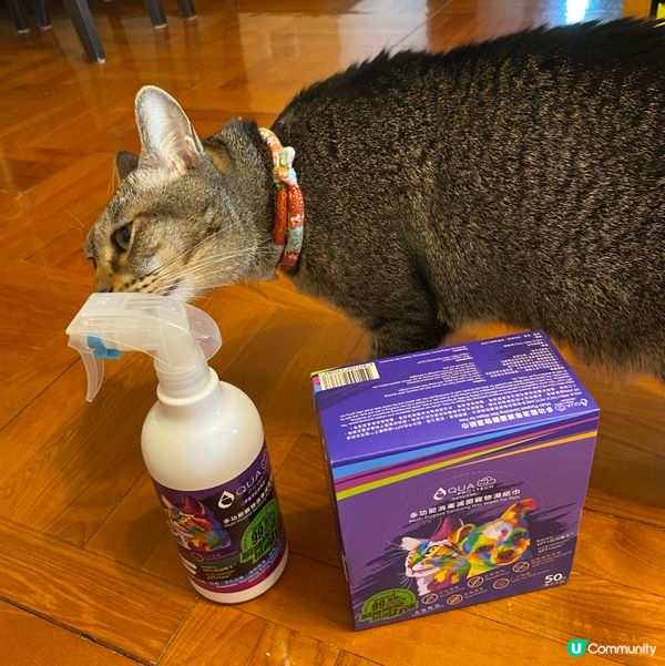 一抹變身靚仔貓貓✨