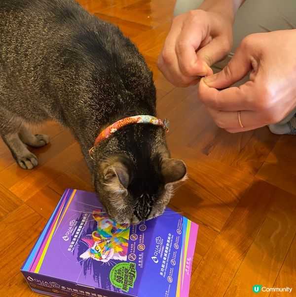 一抹變身靚仔貓貓✨