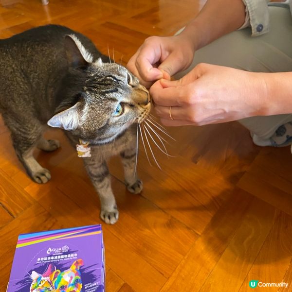 一抹變身靚仔貓貓✨