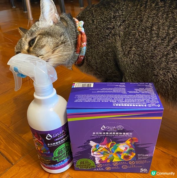 一抹變身靚仔貓貓✨