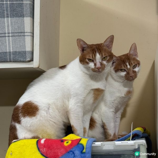 因為遲咗少少返屋企, 兩隻貓就西口西面