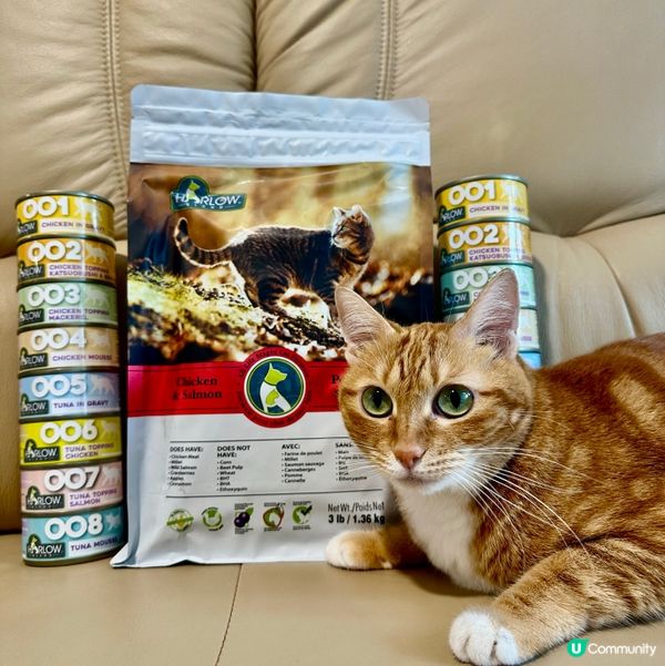 Harlow Blend貓糧大餐！喵星人食到停唔到口 😻