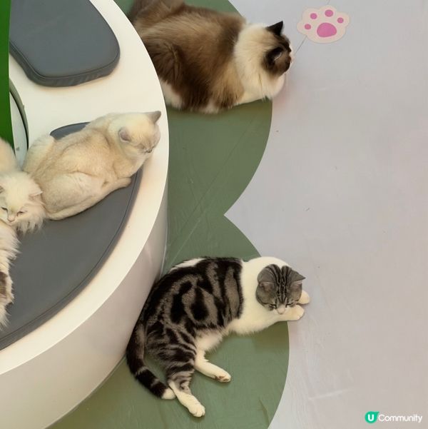 擼貓天堂！🐱 萬象前海超好玩！