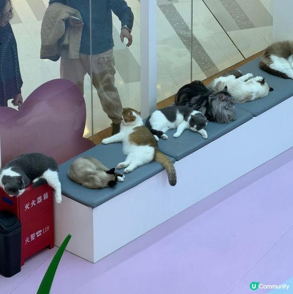 擼貓天堂！🐱 萬象前海超好玩！