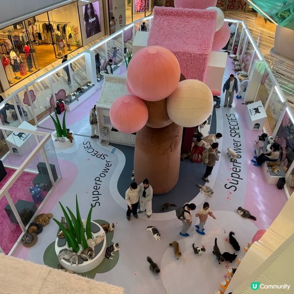 擼貓天堂！🐱 萬象前海超好玩！