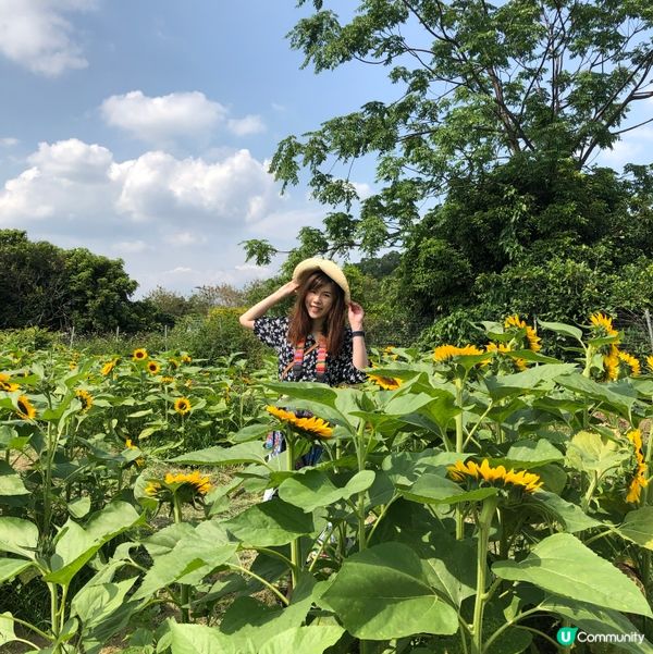 信芯園向日葵花海🌻😍
