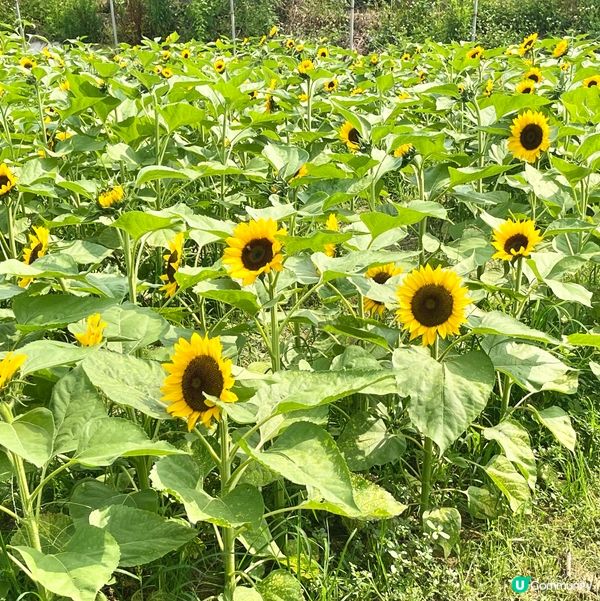 信芯園向日葵花海🌻😍