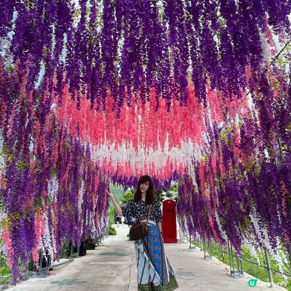 信芯園向日葵花海🌻😍