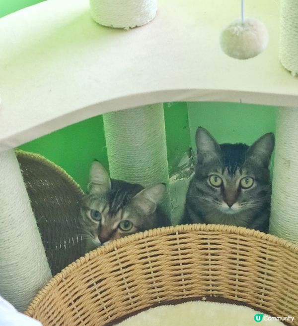 夢夢菲菲，你地係邊呀？叫左好耐無貓應我？原來兩位小朋友一齊匿...