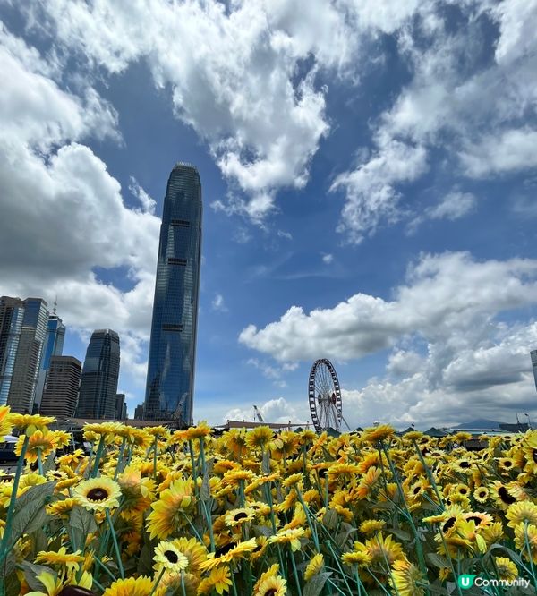 中環海濱向日葵花海