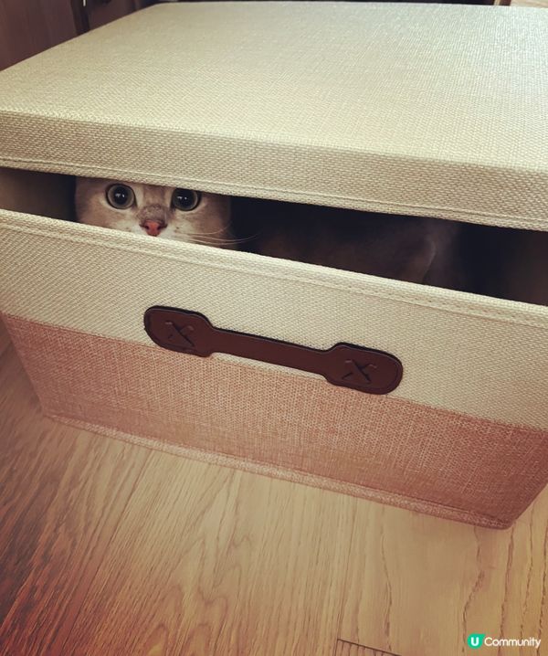 主人，我同你玩捉迷藏呀😸😸你估下我係邊度？！你快啲過嚟捉我啦...