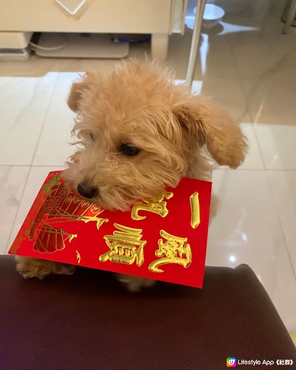 恭喜發財，利是逗來🐕🧧