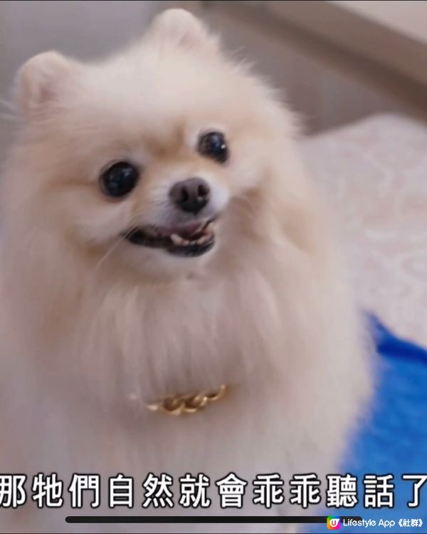 Luffy參演劇集『寵愛Pet Pet』飾演「浩南」