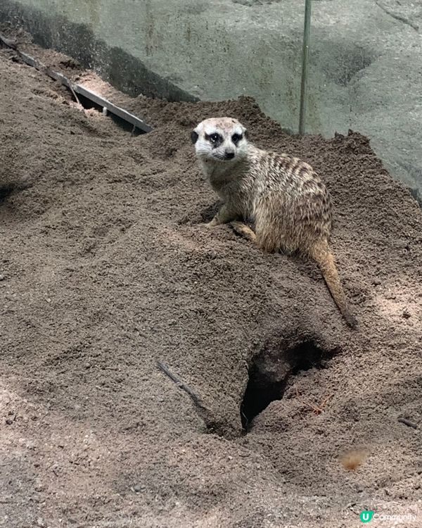 台北平價動物園