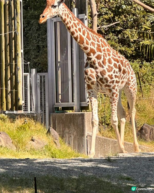 大阪動物園