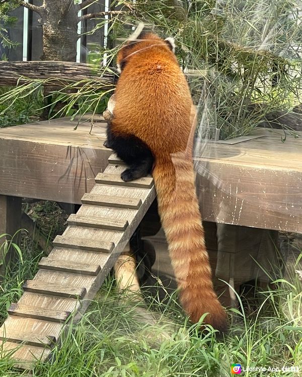 與另一半一起睇動物🤍