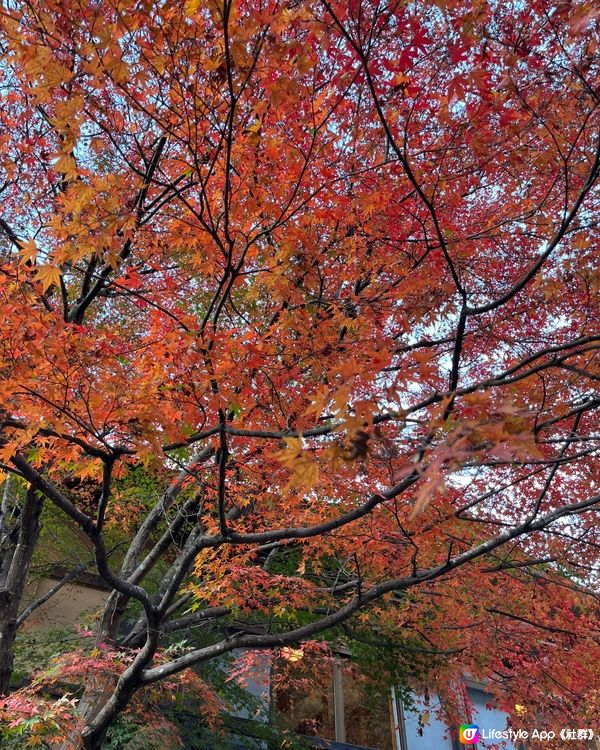 福岡開始有紅葉