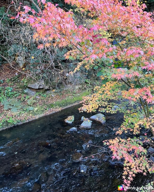 福岡開始有紅葉